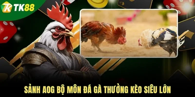 Sảnh AOG bộ môn đá gà thưởng kèo siêu lớn